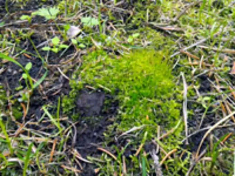 Реставрация газонов 4