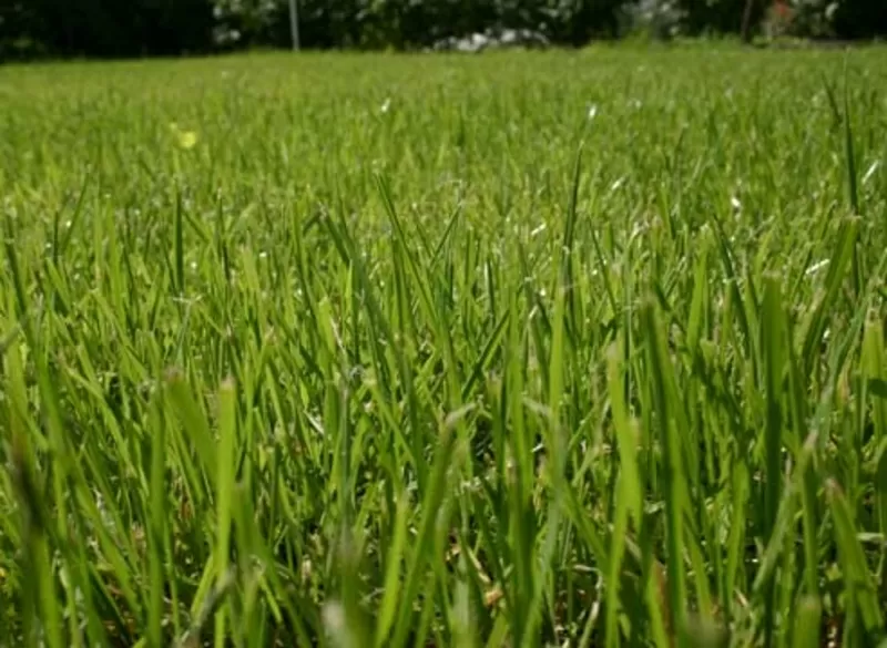 Реставрация газонов 7