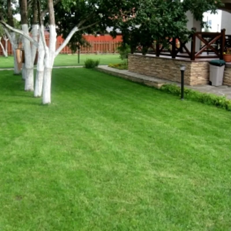 Реставрация газонов 9