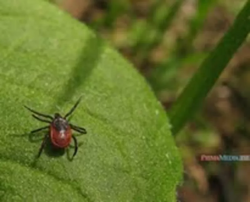 Комплексное уничтожение насекомых, грызунов. 4
