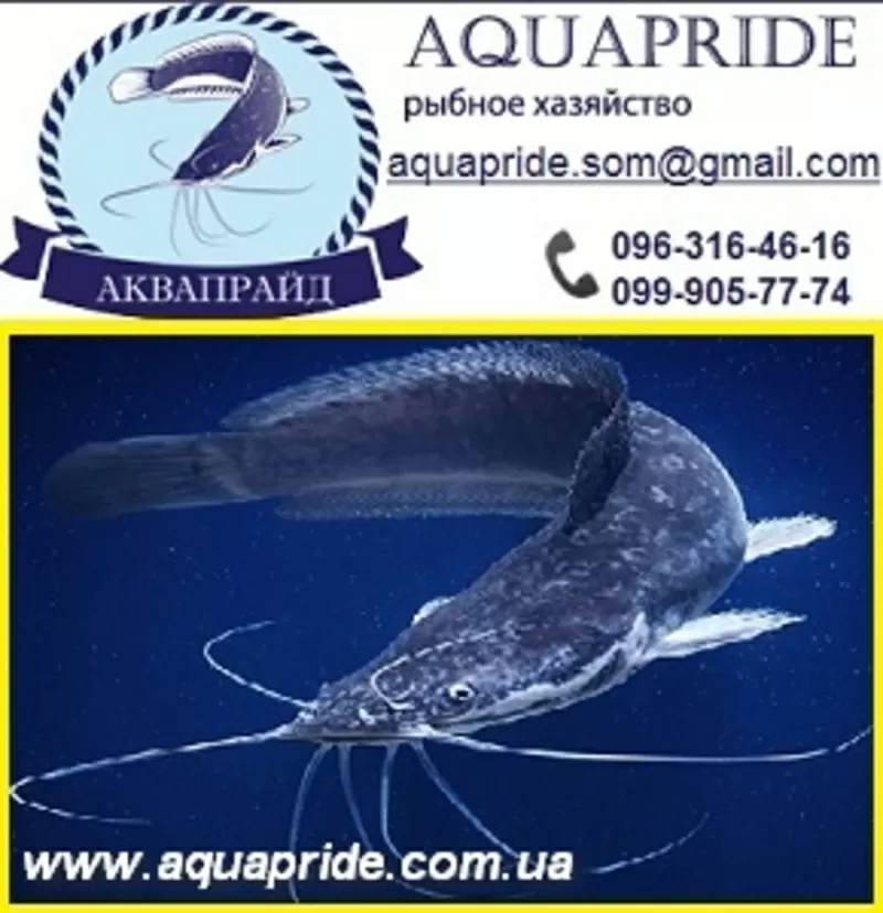Сом 2013 мраморный, живой, копченый. ТМ Аквапрайд
