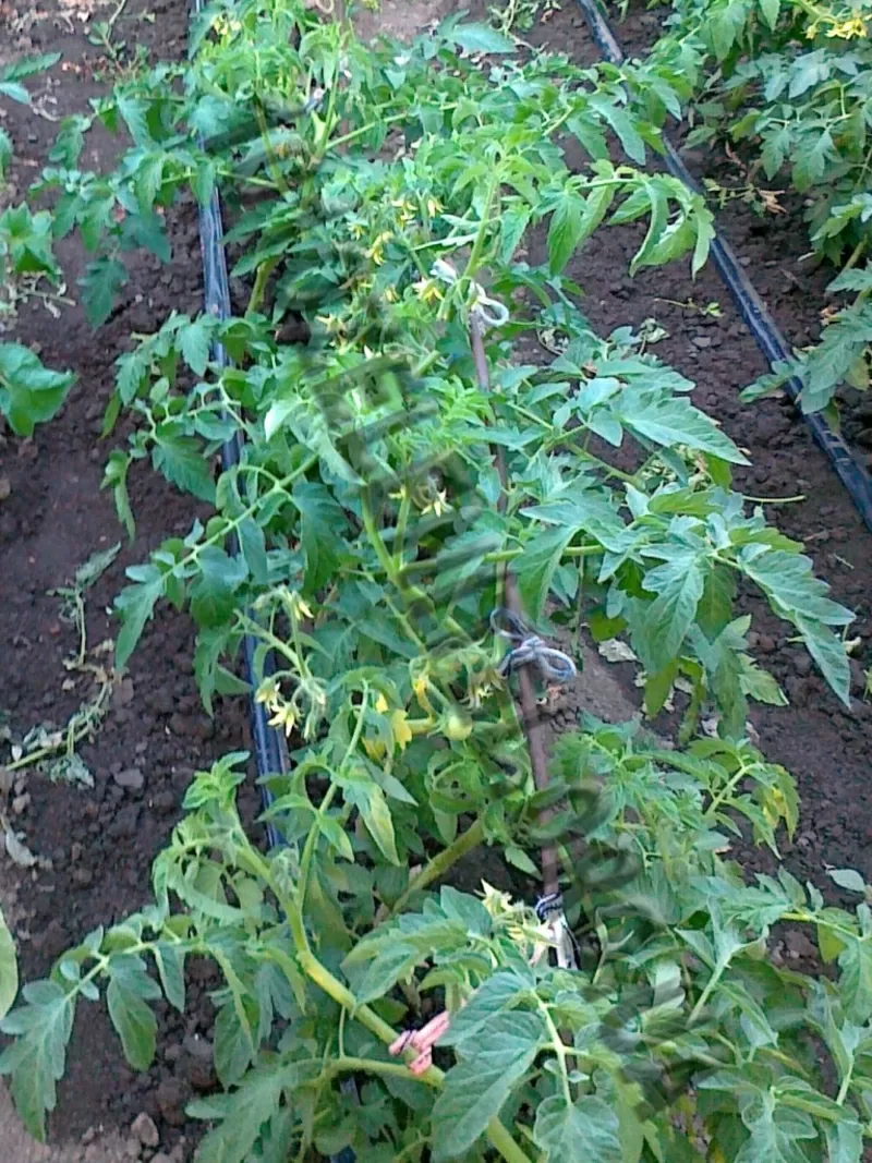 Автоматический полив и капельное орошение. 4