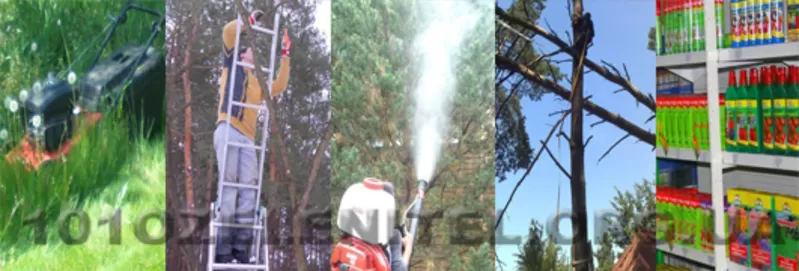 Стрижка живой изгороди,  обрезка сада,  обработка от вредителей. 2