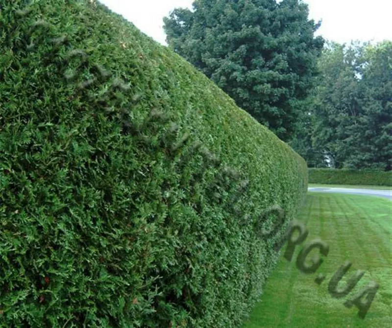 Стрижка живой изгороди,  обрезка сада,  обработка от вредителей. 3