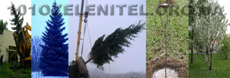 Ландшафтный дизайн,  автоматический полив,  обслуживание,  освещение. 5