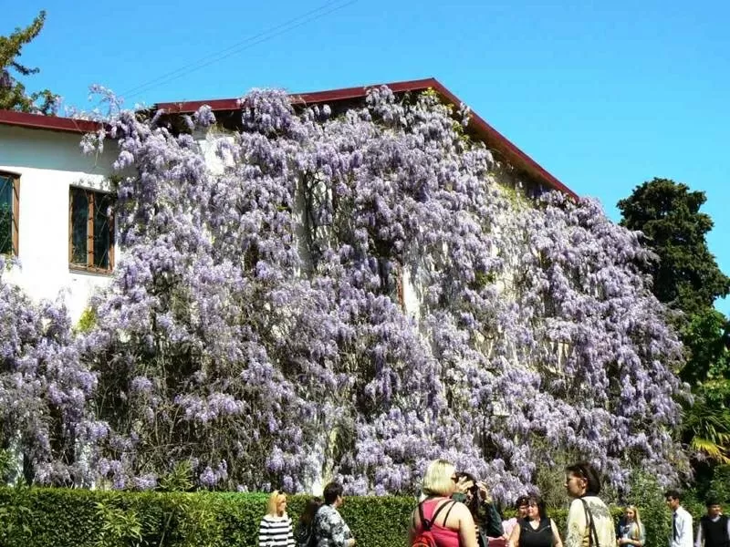 Глициния (Вистерия). Саженцы Глицинии (закрытая корневая),  семена. 6