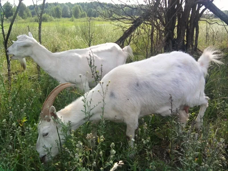 Козье молоко,  йогурт. Органические продукты. Киев