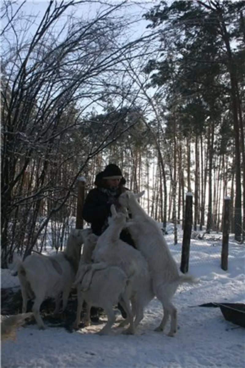 Козье молоко,  йогурт. Органические продукты. Киев 3