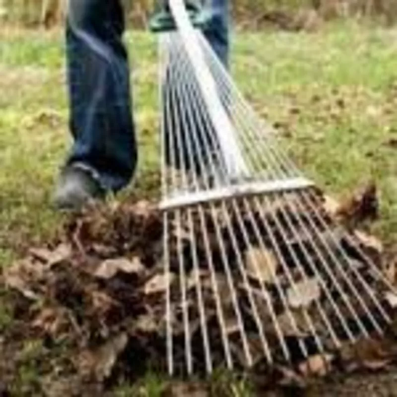 Удаление деревьев,  расчистка участка,  вырубка кустарников