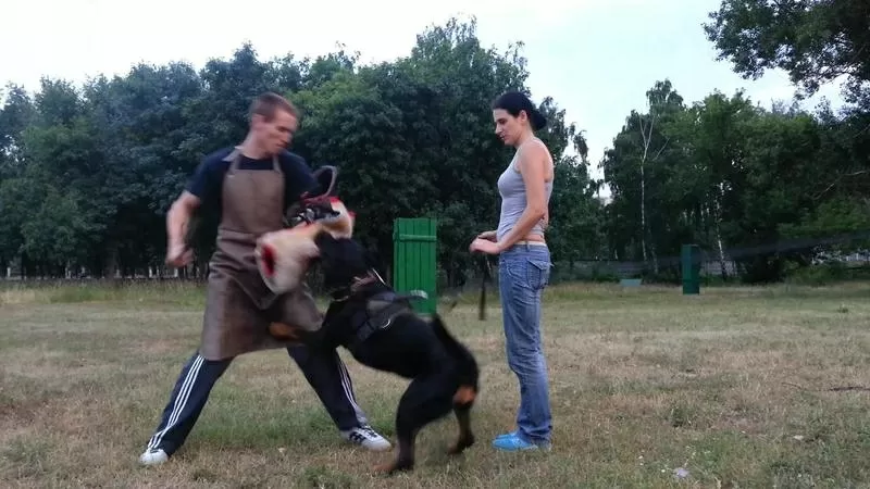 Дрессировка собак любых пород