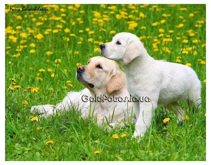 Щенки золотистого ретривера от эксклюзивной вязки