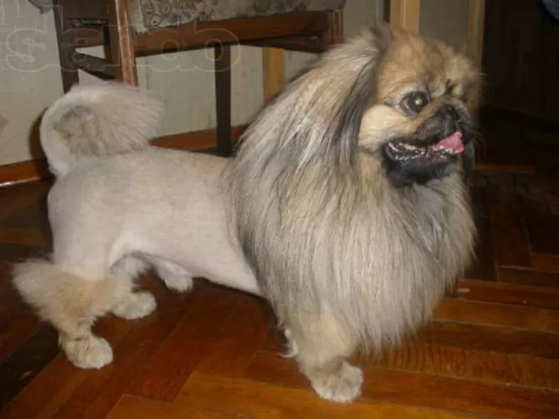 стрижка ваших любимцев киев