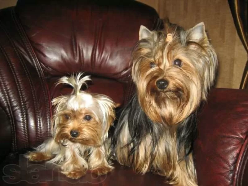 Продаются щенки йоркширского терьера, (мини девочка 7 мес., вес 1700гр. 5