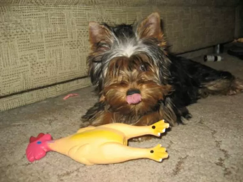 Продам девочку мини 8 мес. , вес 1700гр. йоркширского терьера 2