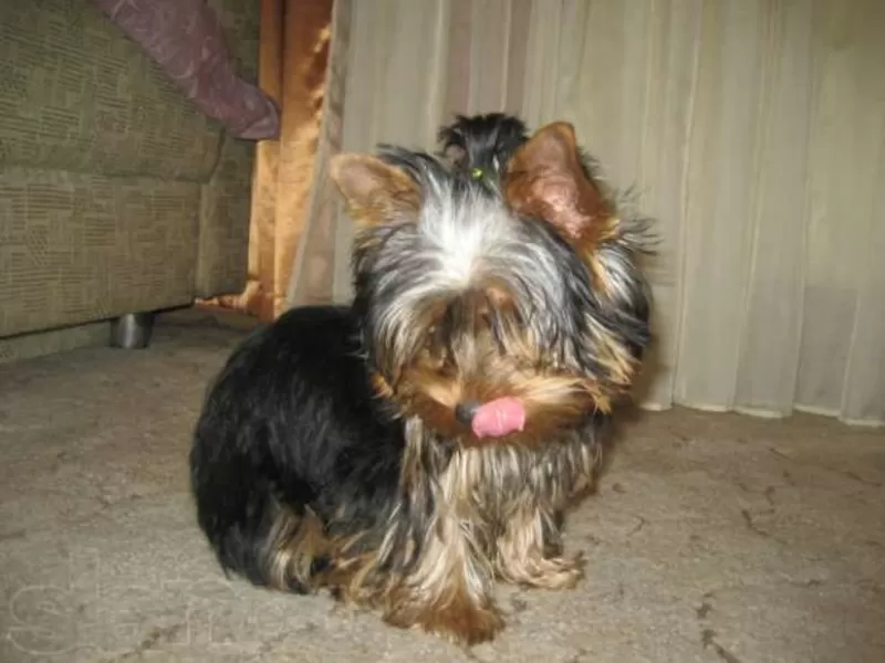 Продам девочку мини 8 мес. , вес 1700гр. йоркширского терьера 3