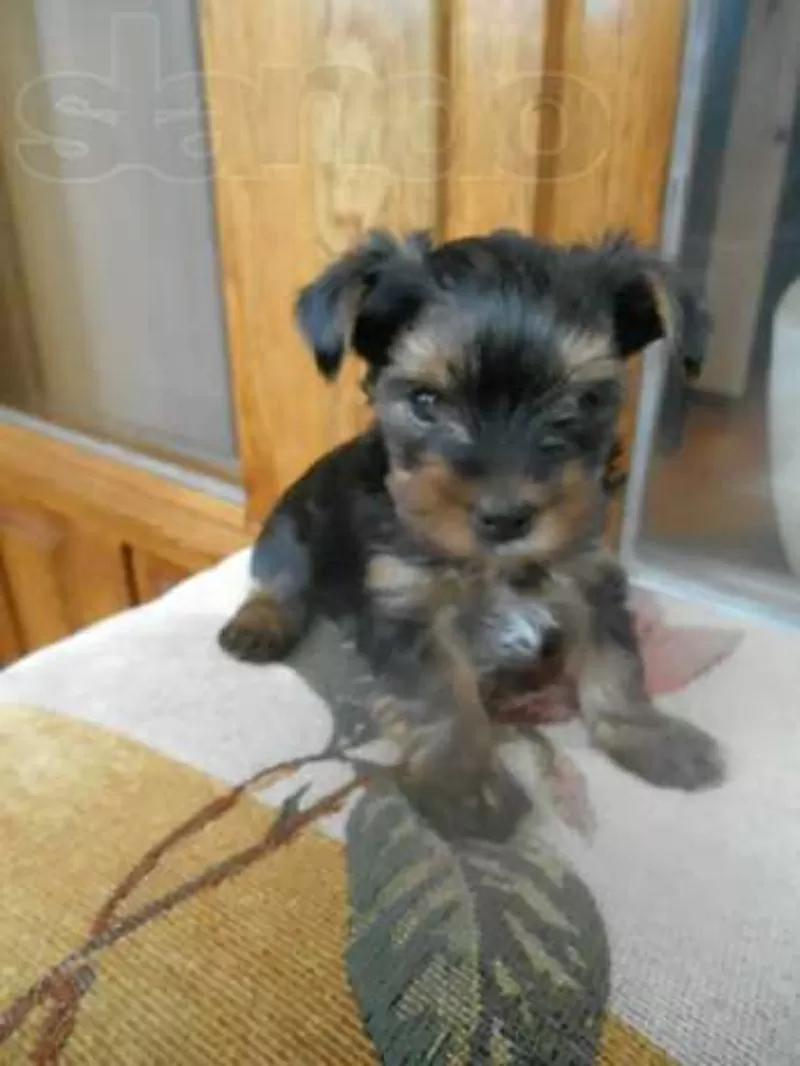 Продаются супер-мини йорк в хорошие, добрые руки