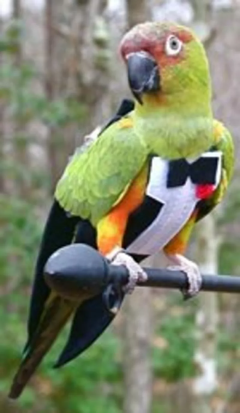 Тематический костюм для птицы «Праздничный» 2