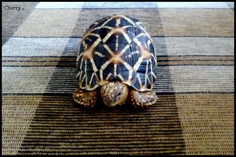 Сухопутная звездчатая черепаха 10-11 см - продам звездчатых черепах 
