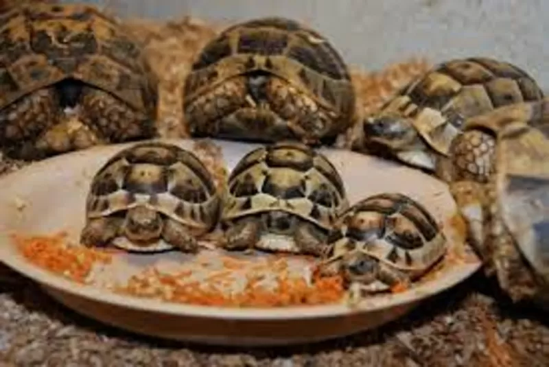 Сухопутная звездчатая черепаха 10-11 см - продам звездчатых черепах  2