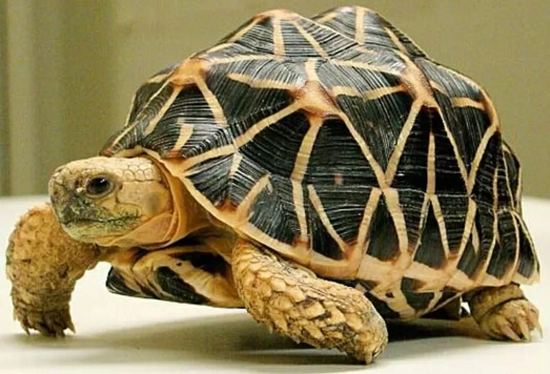 Продам ручных звездчатых черепах размером 10-11 см по панцирю 2