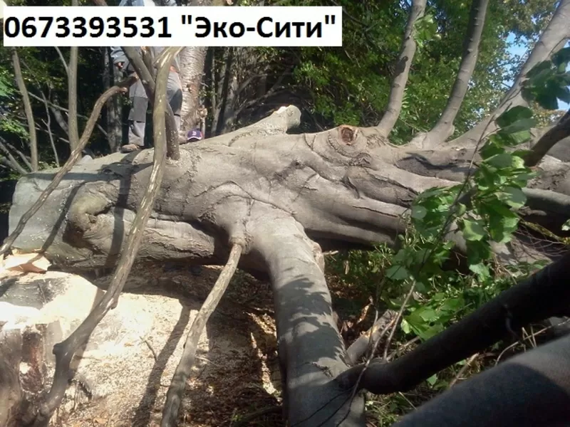 Удалить деревья Киев и обл. Резка, корчевание пней