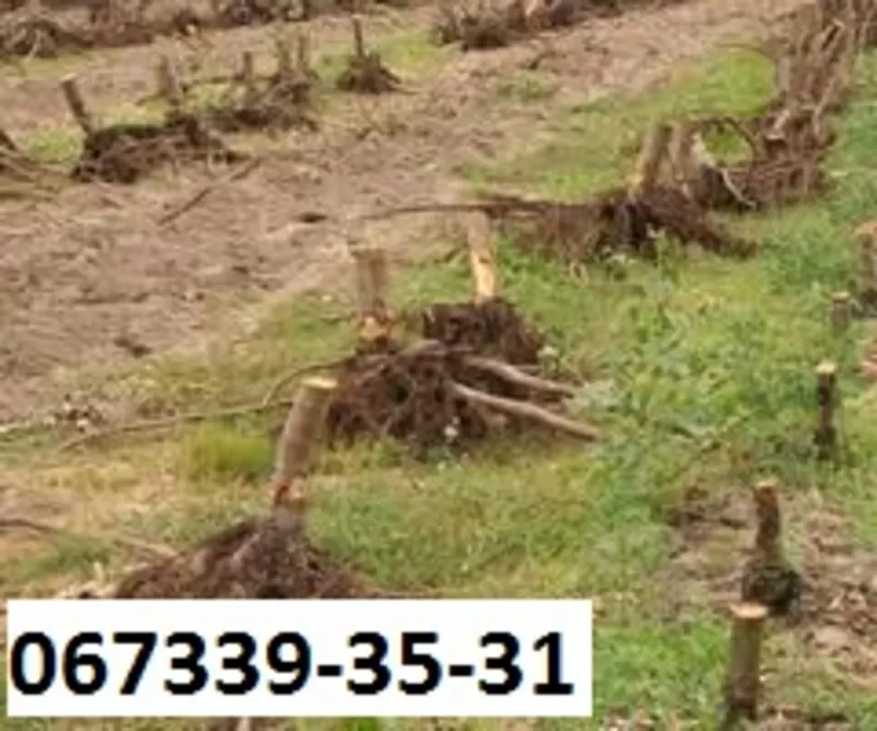 Чистка земляных участков 2