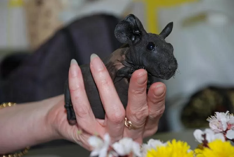 Лысые морские свинки Скинни,  лысые крысы дамбо Сфинкс и пушистые декор 3