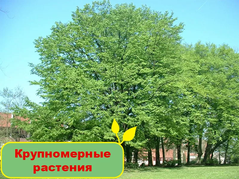 Крупномерные растения