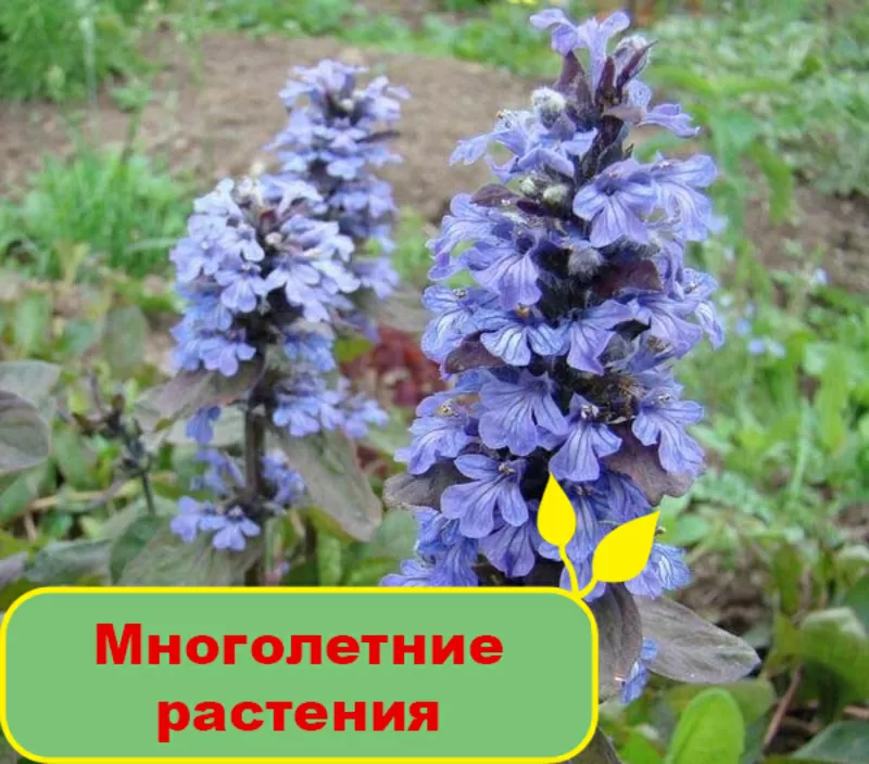 Купить многолетние растения в Greensad