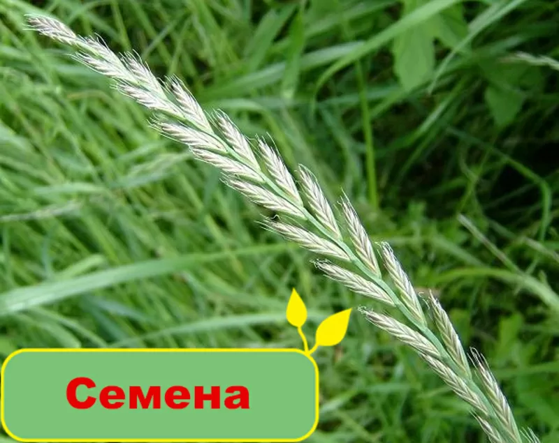 Купить качественные семена в Greensad