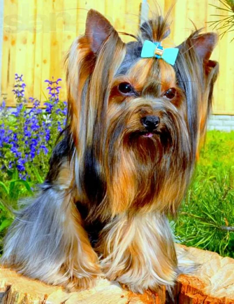 Вязка с мини Йорком с инструктором