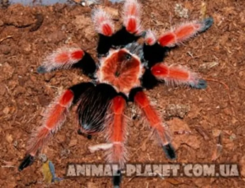 Гигантский паук птицеед,  тарантул 2