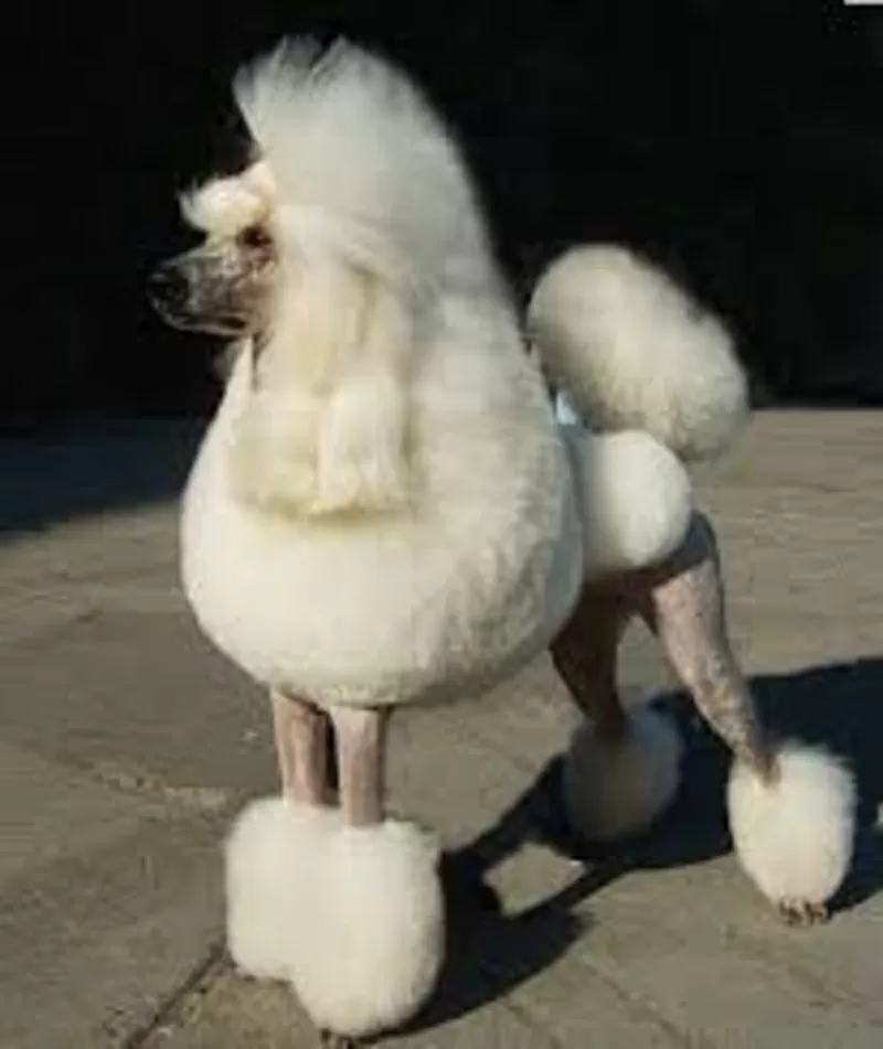 Стрижка пуделя,  грумер,  креатив,  покраска,  груминг,  тату,  модельная,  рисунки