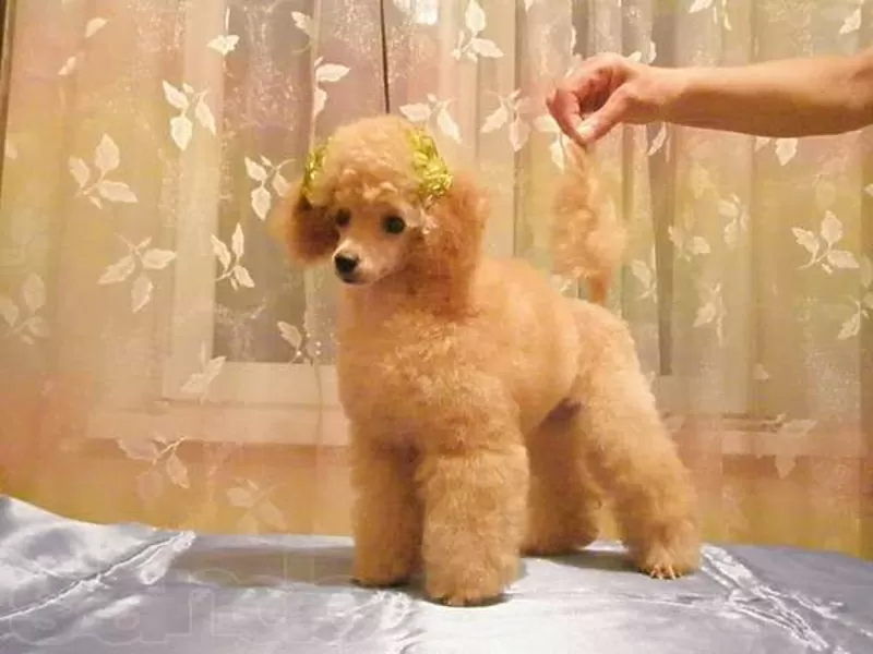 Стрижка пуделя,  грумер,  креатив,  покраска,  груминг,  тату,  модельная,  рисунки 2