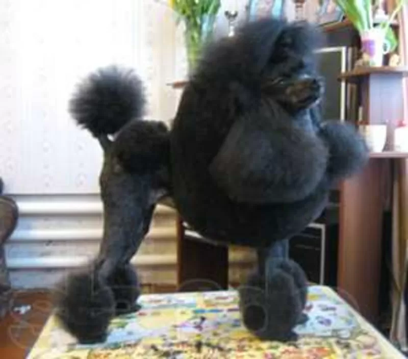 Стрижка пуделя,  грумер,  креатив,  покраска,  груминг,  тату,  модельная,  рисунки 3