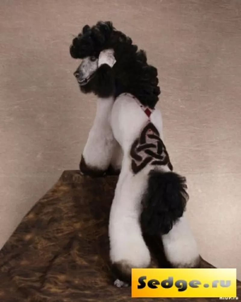 Стрижка пуделя,  грумер,  креатив,  покраска,  груминг,  тату,  модельная,  рисунки 4