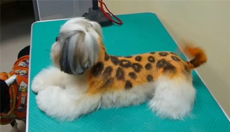 Стрижка пуделя,  грумер,  креатив,  покраска,  груминг,  тату,  модельная,  рисунки 5