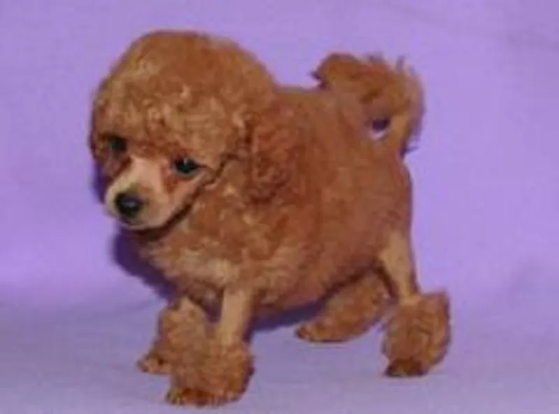 Стрижка пуделя,  грумер,  креатив,  покраска,  груминг,  тату,  модельная,  рисунки 6