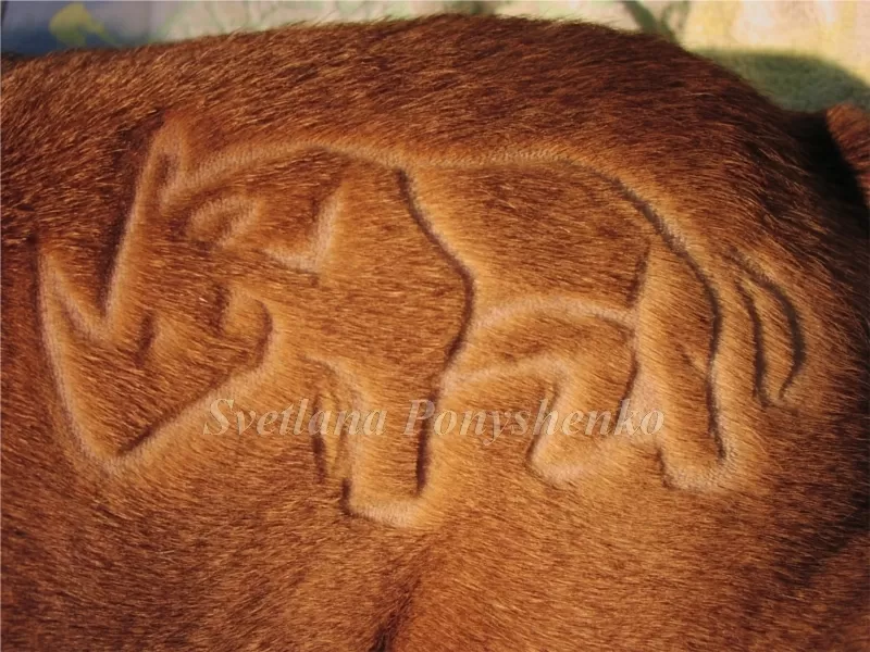 Стрижка пуделя,  грумер,  креатив,  покраска,  груминг,  тату,  модельная,  рисунки 7