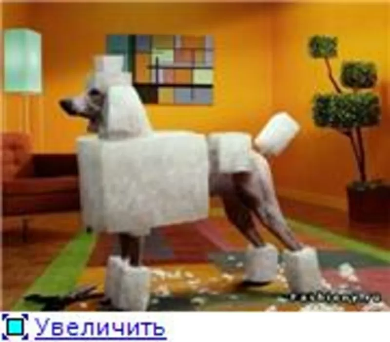 Стрижка пуделя,  грумер,  креатив,  покраска,  груминг,  тату,  модельная,  рисунки 8