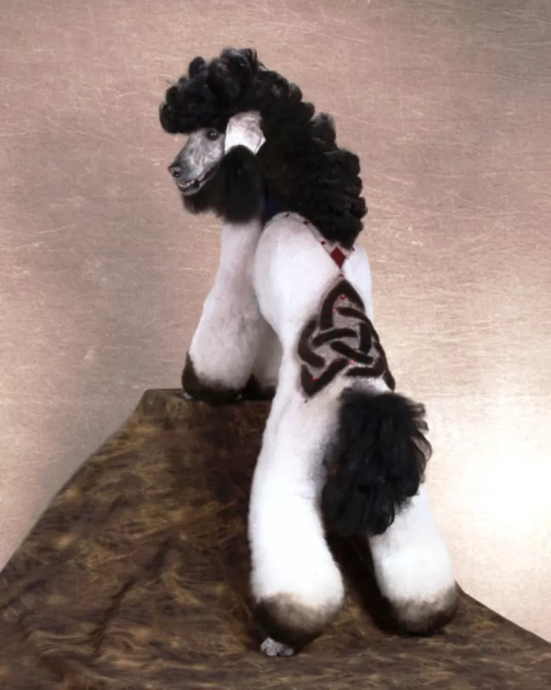 Креативная покраска собак всех пород и метисов, фото, груминг, проф 2