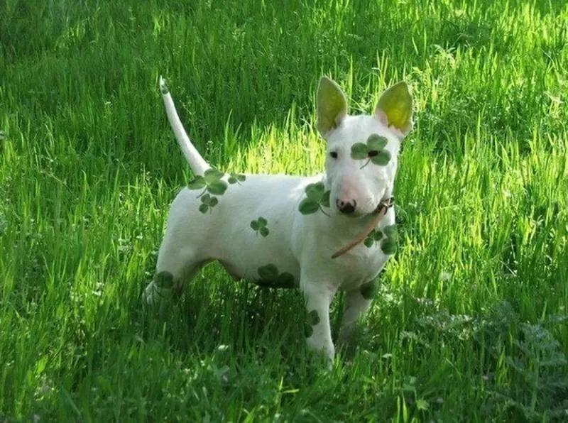 Креативная покраска собак всех пород и метисов, фото, груминг, проф 3