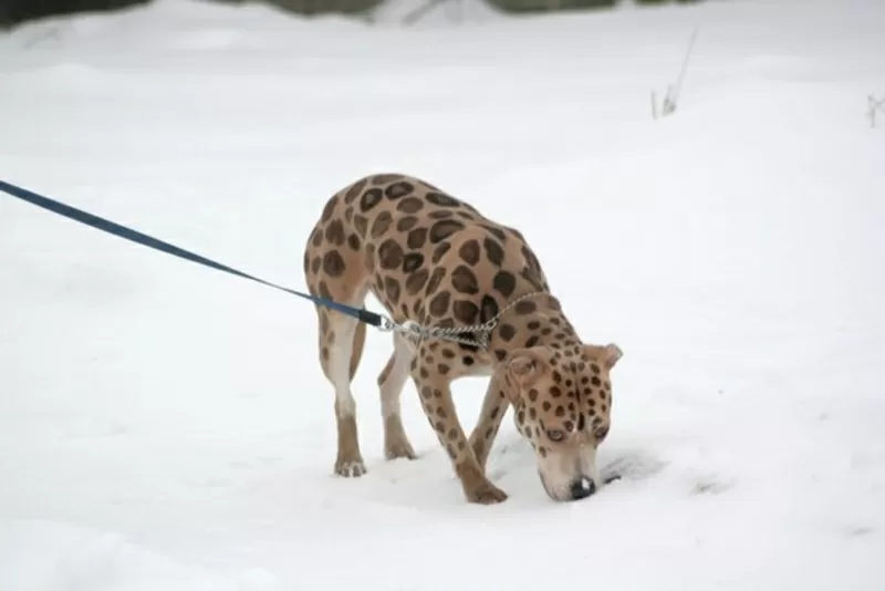 Креативная покраска собак всех пород и метисов, фото, груминг, проф 4