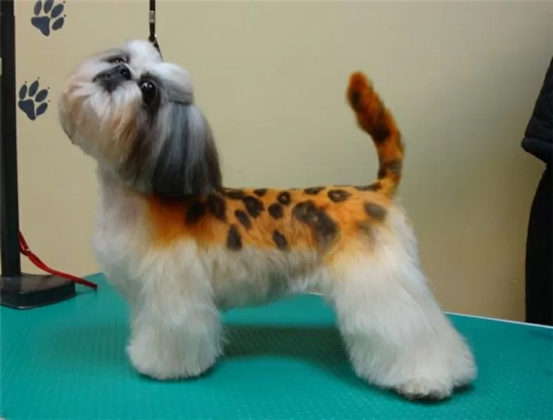 Креативная покраска собак всех пород и метисов, фото, груминг, проф 6