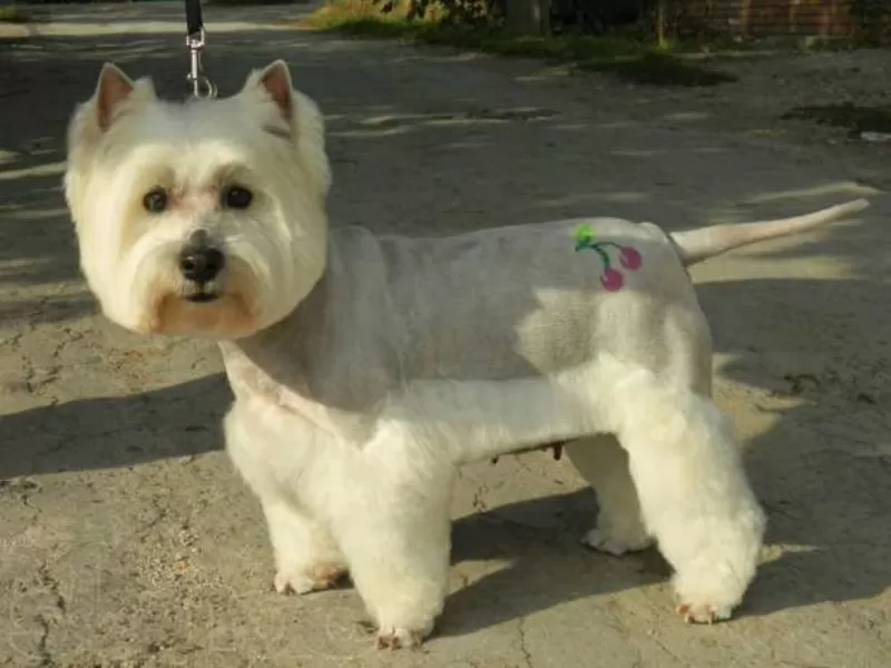 выстригание рисунков *тату*,  знаков,  букв,  *любая тематика*,  покраска  2