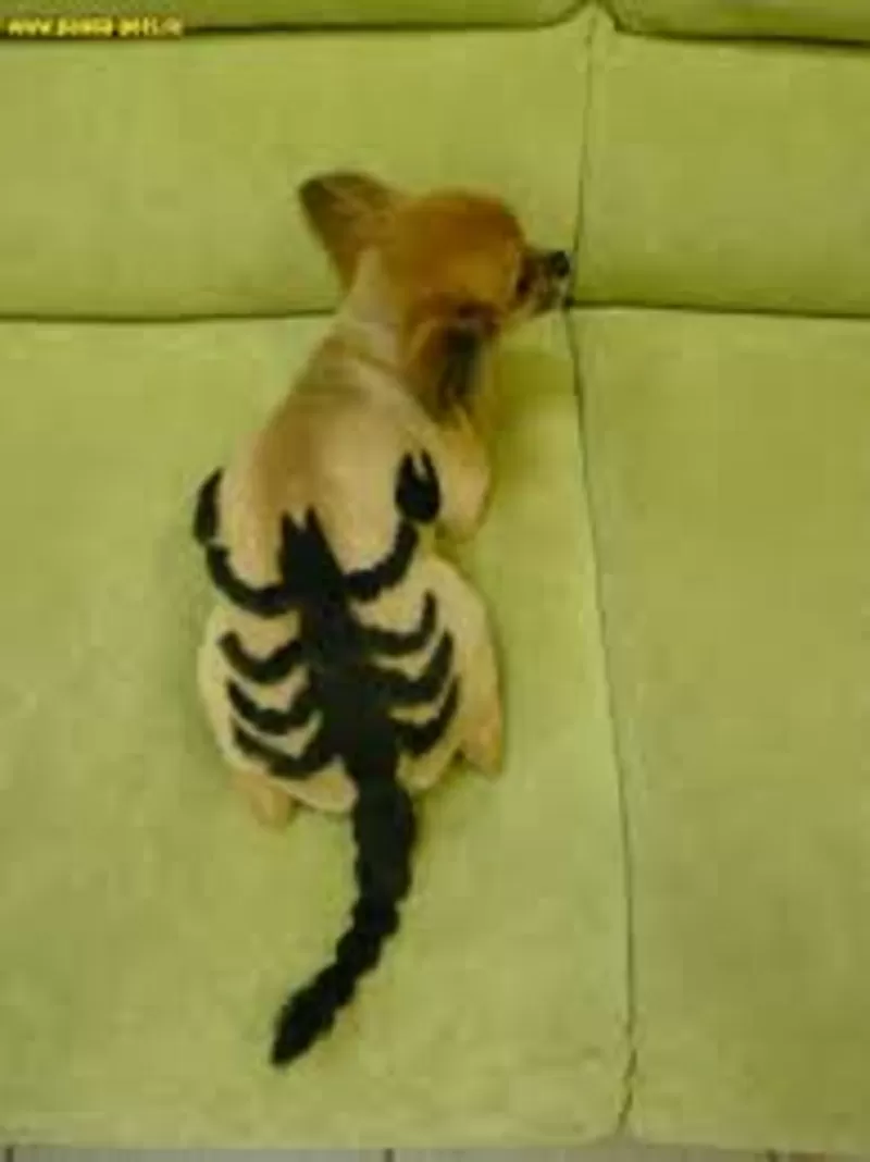 выстригание рисунков *тату*,  знаков,  букв,  *любая тематика*,  покраска  3