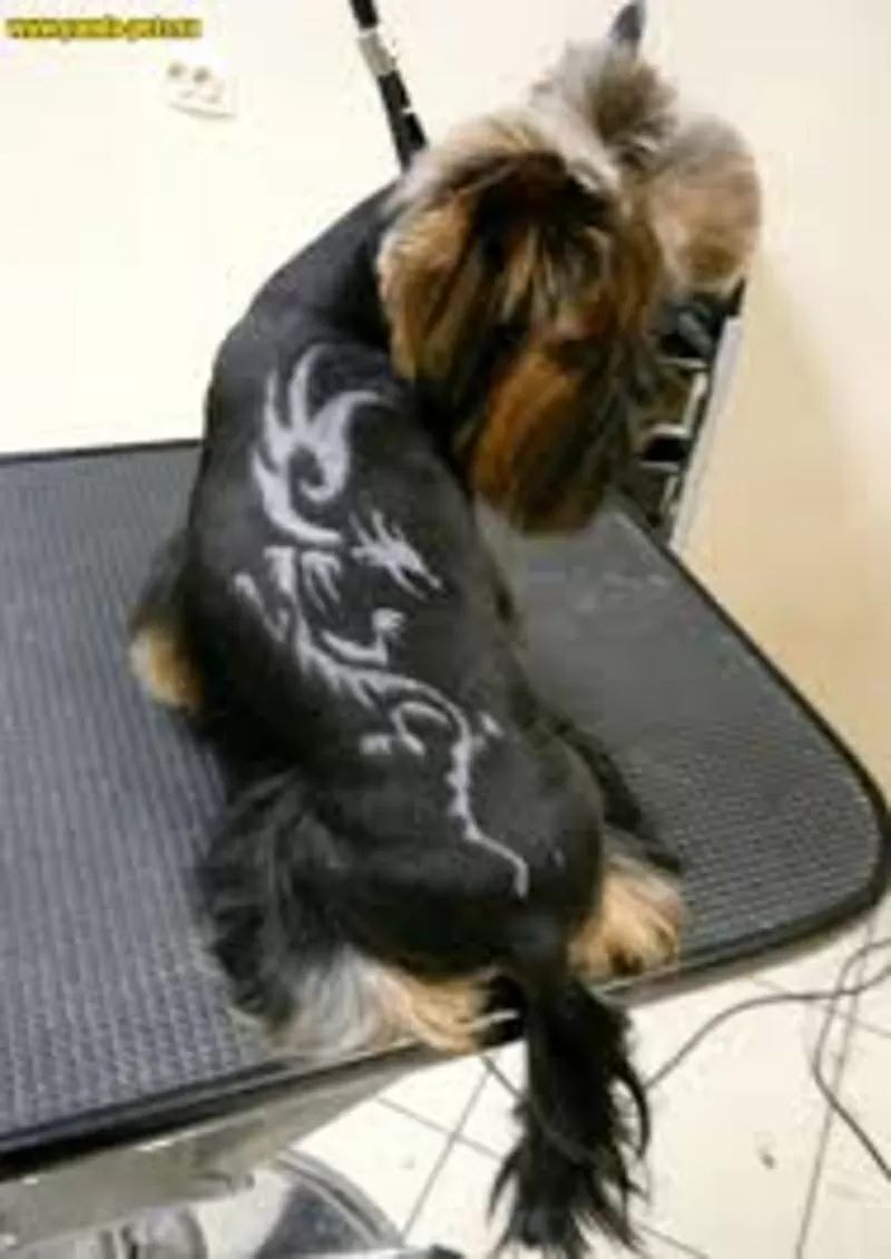 выстригание рисунков *тату*,  знаков,  букв,  *любая тематика*,  покраска  6