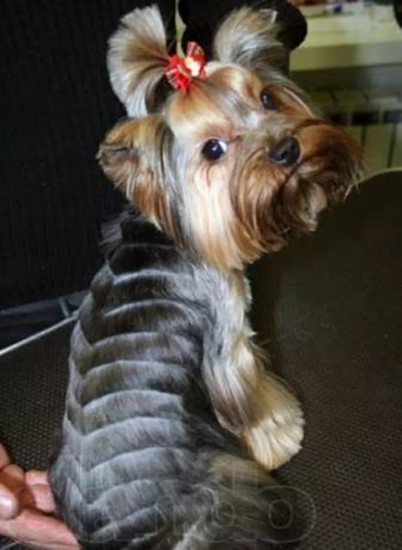 Йоркширский терьер, стрижка, креатив, покраска, груминг собак, кошек.