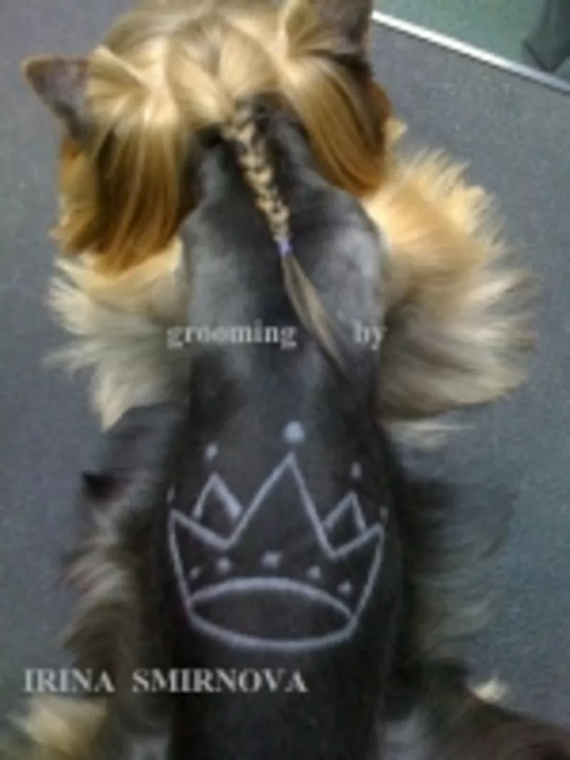 Йоркширский терьер, стрижка, креатив, покраска, груминг собак, кошек. 2
