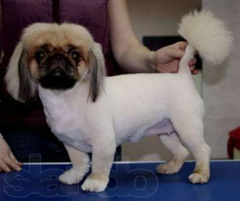 Йоркширский терьер, стрижка, креатив, покраска, груминг собак, кошек. 3